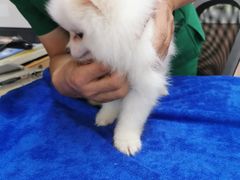 -瑞鹏宠物医院·猫科·宠保定点(梅溪湖分院)