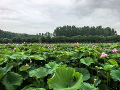 -渌洋湖湿地公园