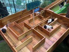 -正佳雨林生态植物园
