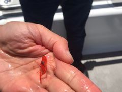 -Kaikoura Seafood BBQ Kiosk
