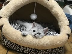 -将军牛排·尔滨地标朝鲜族美食(总店)