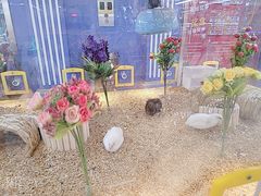 -汤姆熊欢乐世界(正大店)