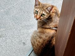 -Again Coffee Roaster(香蜜湖店)