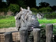 -夜间野生动物园