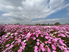 -花开海上生态园
