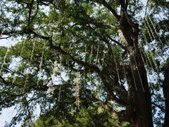 -三亚南山文化旅游区