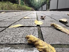 -龙头寺公园