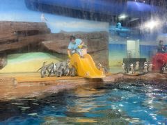 -海合安武汉极地海洋公园