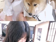 -逗柴咖啡屋·狗咖猫咖宠物桌游