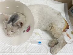 -北京观赏动物医院·24小时大型综合·猫专科·异宠专科