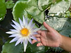 -深圳仙湖植物园