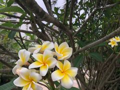 -宝华海景大酒店·望绿苑