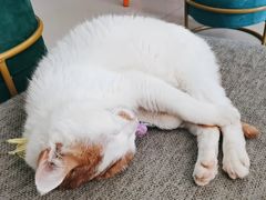 -平行世界·猫咖(首经贸店)