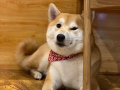 -柴务处·柴犬主题狗咖