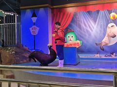 -芜湖新华联大白鲸海洋公园