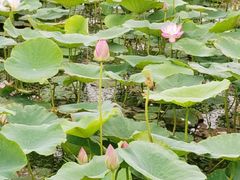 -天津东丽湖风景区