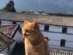 -喵屿·大理花园猫咖