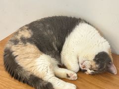 -有猫主题·治愈系猫咖(曾厝垵店)
