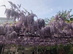 -嘉定紫藤园