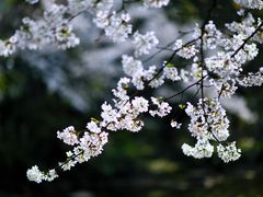 -南山植物园