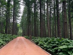 -洛阳白云山景区