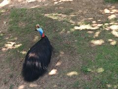 -西霞口神雕山野生动物世界