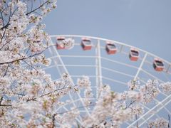 -顾村公园