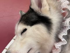 -和它·交个朋友·狗咖猫咖(爱琴海店)