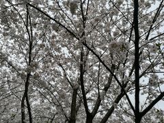 -武汉大学-樱园