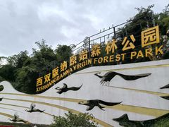 -西双版纳原始森林公园