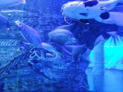 -芜湖新华联大白鲸海洋公园