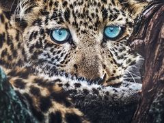 -罗红摄影艺术馆