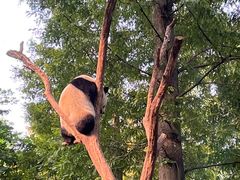 -都江堰中华大熊猫苑