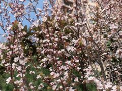 -PAGODA百果园(台柳路凯德广场店)