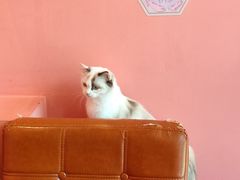 -藏猫猫咖啡主题馆(中央大道店)