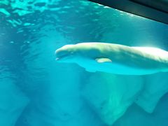 -上海海昌海洋公园-冰山北极馆