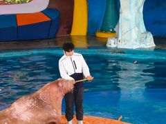 -海合安武汉极地海洋公园