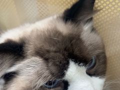 -纳吉亚猫专科动物诊疗中心(蒋宅口分院)