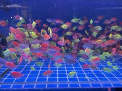 -青石桥花鸟鱼虫市场(叠翠城店)