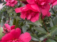 -荔枝公园(福田区)