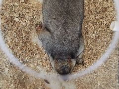 -怪兽屋·羊驼·猫咖·狗咖(俊华广场店)