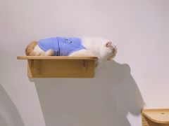-Heymao猫咖.咖啡厅(东门店)
