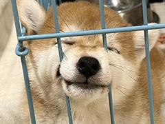 -逗柴咖啡屋·狗咖猫咖宠物桌游