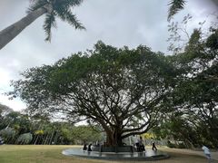 -深圳仙湖植物园