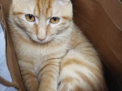 -北京观赏动物医院·24小时大型综合·猫专科·异宠专科