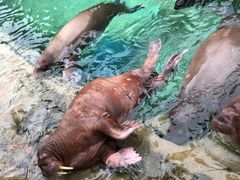 -珠海长隆海洋王国