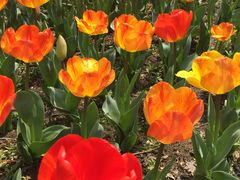 -昆山城市生态森林公园