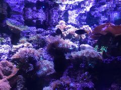 -悉尼海洋生物水族馆