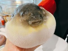 -肆月河豚·新淮扬(金融街店)