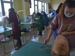 -优缇多格专业宠物美容师培训学校